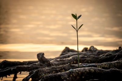 Close-up of rocks on shore against sky during sunset