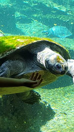 View of turtle swimming in aquarium