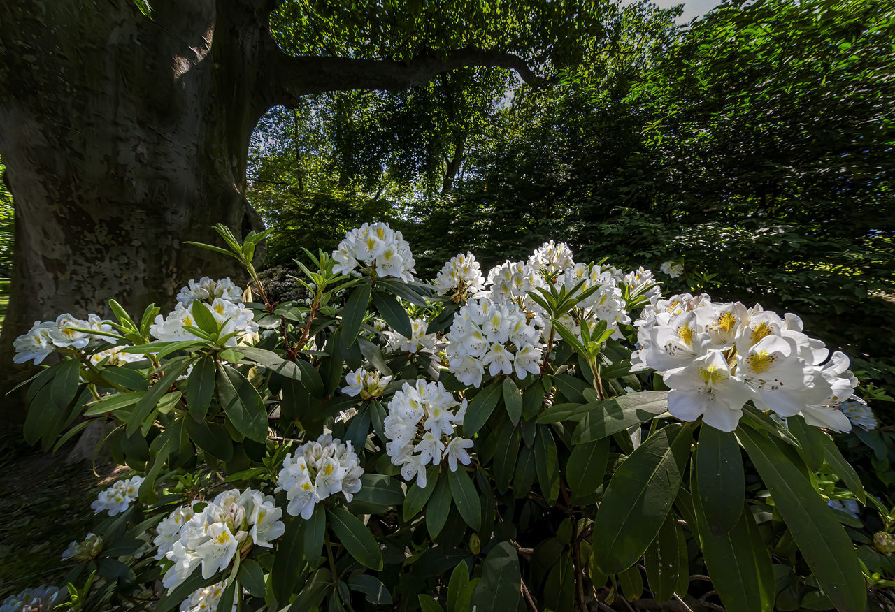 CLOSE-UP OF WHITE FLOWERING PLANT WITH TREE