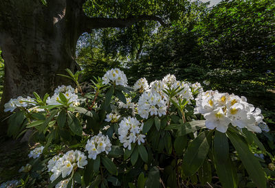 Close-up of white flowering plant