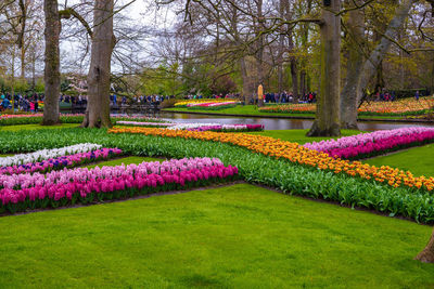 Pink flowers in garden at park