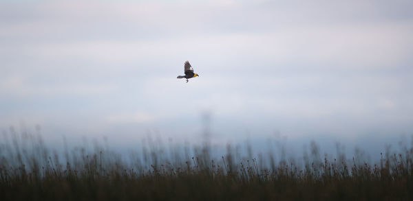 Bird flying in the sky