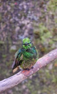 Close-up of bird perching on tree