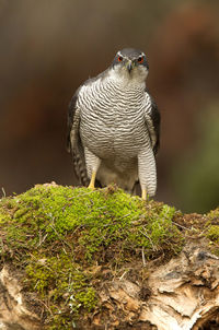 Close-up of bird perching on a plant