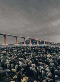 Bridge over sea against sky