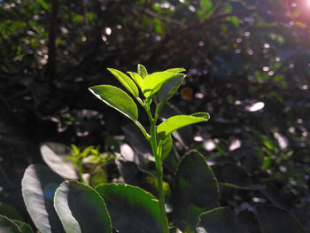 Close-up of plant growing outdoors