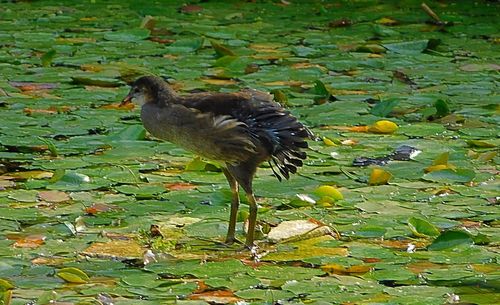 View of bird on ground