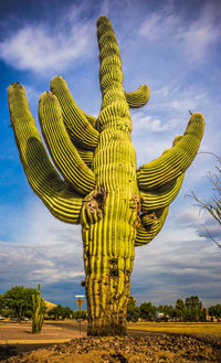 Low angle view of succulent plant on field against sky