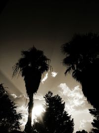 Low angle view of silhouette trees against sky