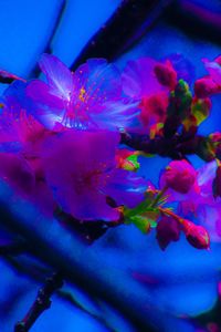 Close-up of fresh flowers blooming against sky