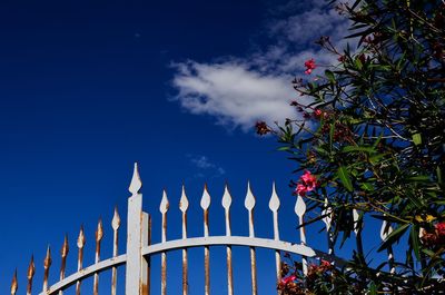 Low angle view of flowers against blue sky