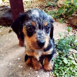 Portrait of puppy