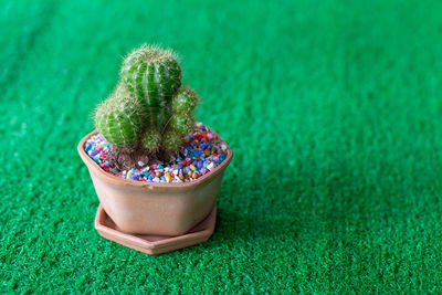 High angle view of potted plant