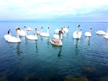 Swans on water against sky