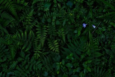 Full frame shot of trees