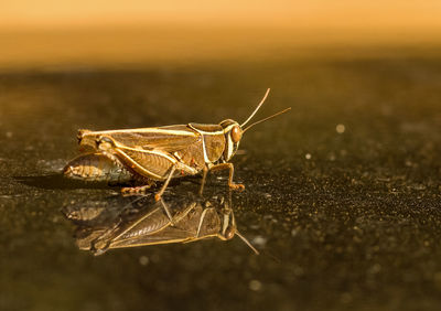 Close-up of insect