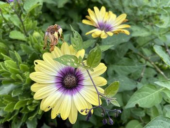 Close-up of honey bee pollinating on purple flower