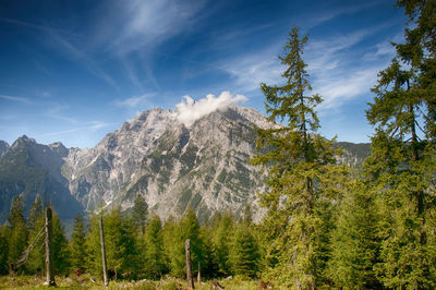 Low angle view of trees on mountain against sky