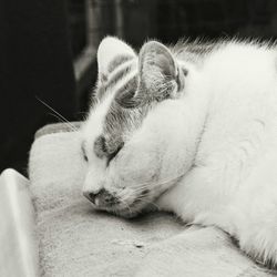 Close-up of dog sleeping