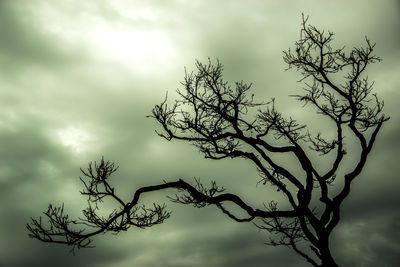 Low angle view of bare tree against sky