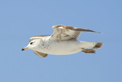 Low angle view of seagull flying against clear sky