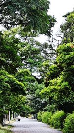 Trees in park against sky