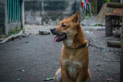 Dog looking away while sitting outdoors