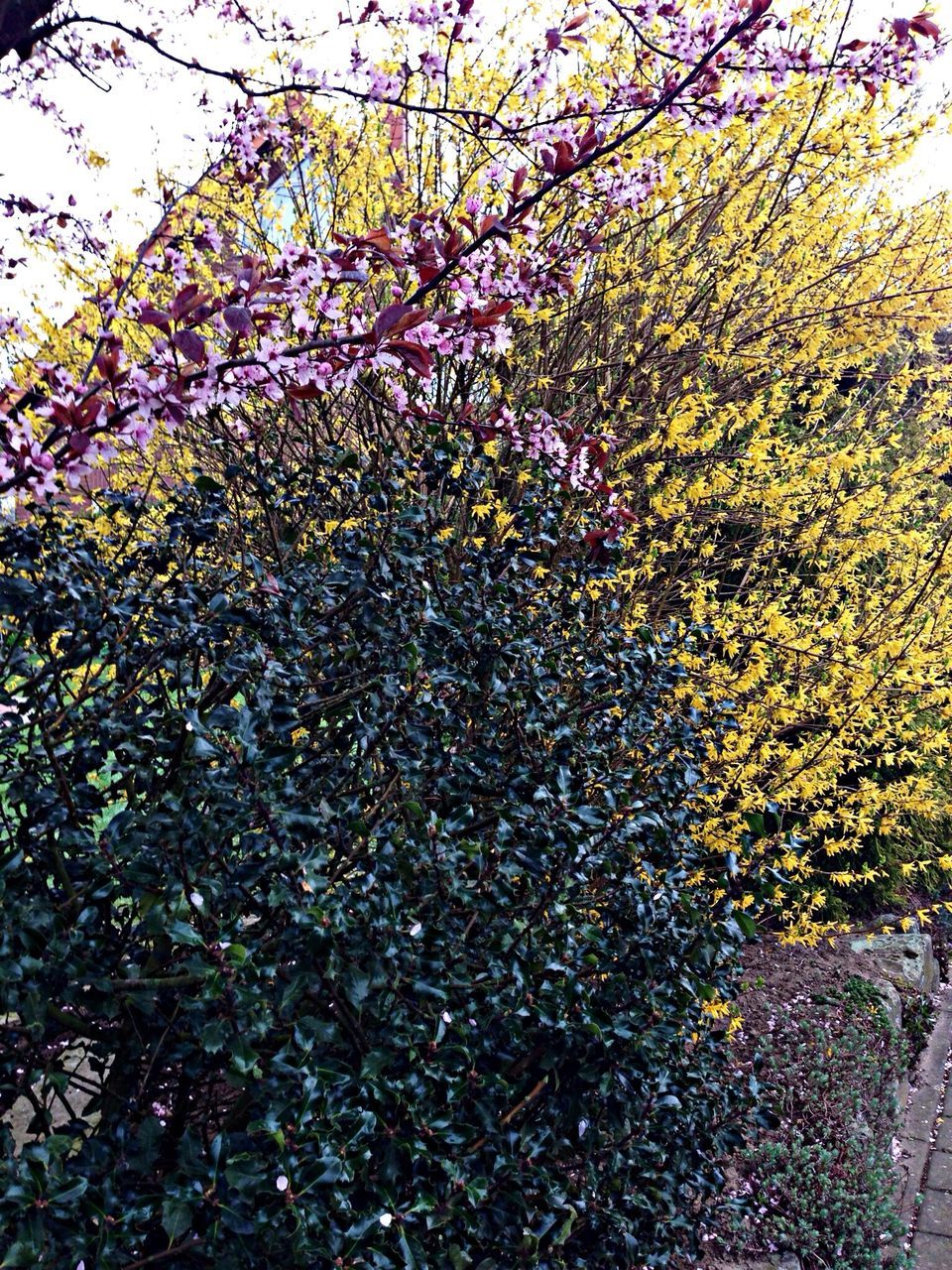 tree, growth, flower, nature, beauty in nature, branch, autumn, freshness, leaf, tranquility, season, yellow, fragility, change, day, park - man made space, outdoors, plant, abundance, no people