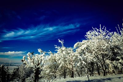 Trees against sky