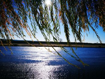 Scenic view of tree against sky