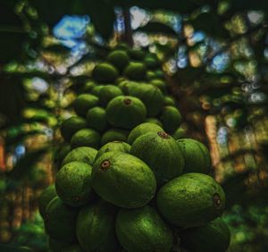 Close-up of fruit