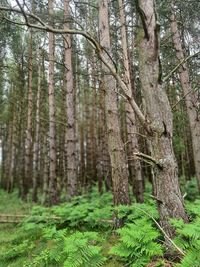 Trees in forest