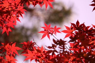 Close-up of red maple leaves 