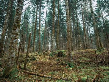 Low angle view of pine trees in forest