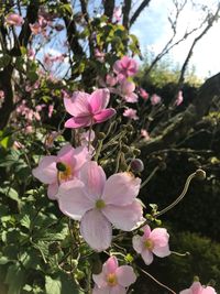 Close-up of pink flowers blooming outdoors