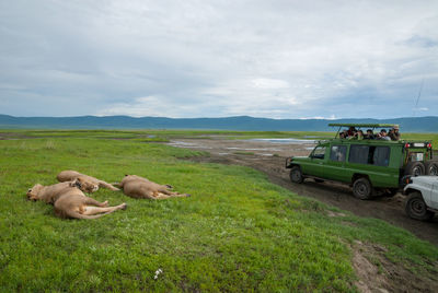 People on safari watching lions in ngorongoro crater