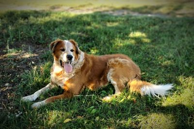 View of a dog on grassy field