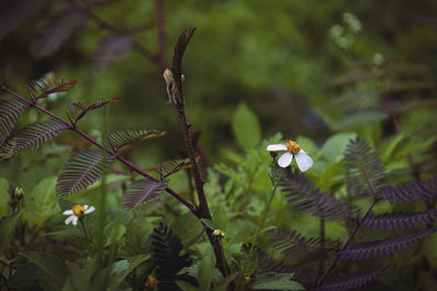 Close-up of purple flowering plant