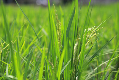 Close-up of crops growing on field
