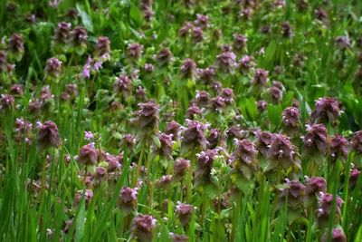 Close-up of pink flowering plants on field