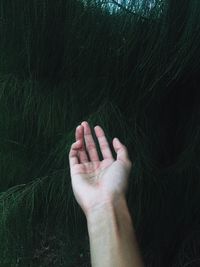 Cropped hand of person touching leaves