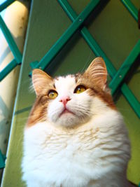 Close-up portrait of cat