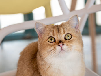 Close-up portrait of a cat