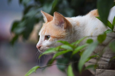 Close-up of cat