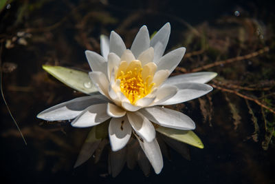 Close-up of white flower