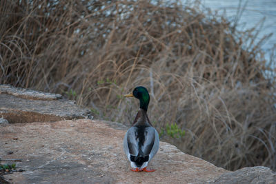 Rear view of bird on lakeshore