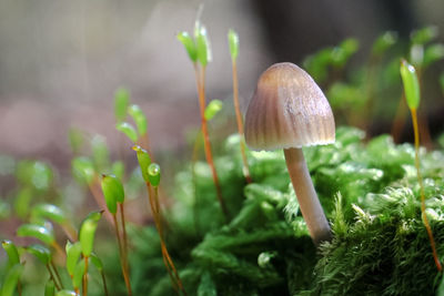 Close-up of mushroom growing on field