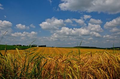 Scenic view of agricultural field against sky