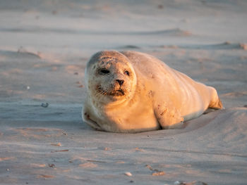 View of lion resting on beach