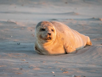 View of seal resting on beach